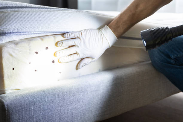 Reliable Manson, IA Pest Control Solutions